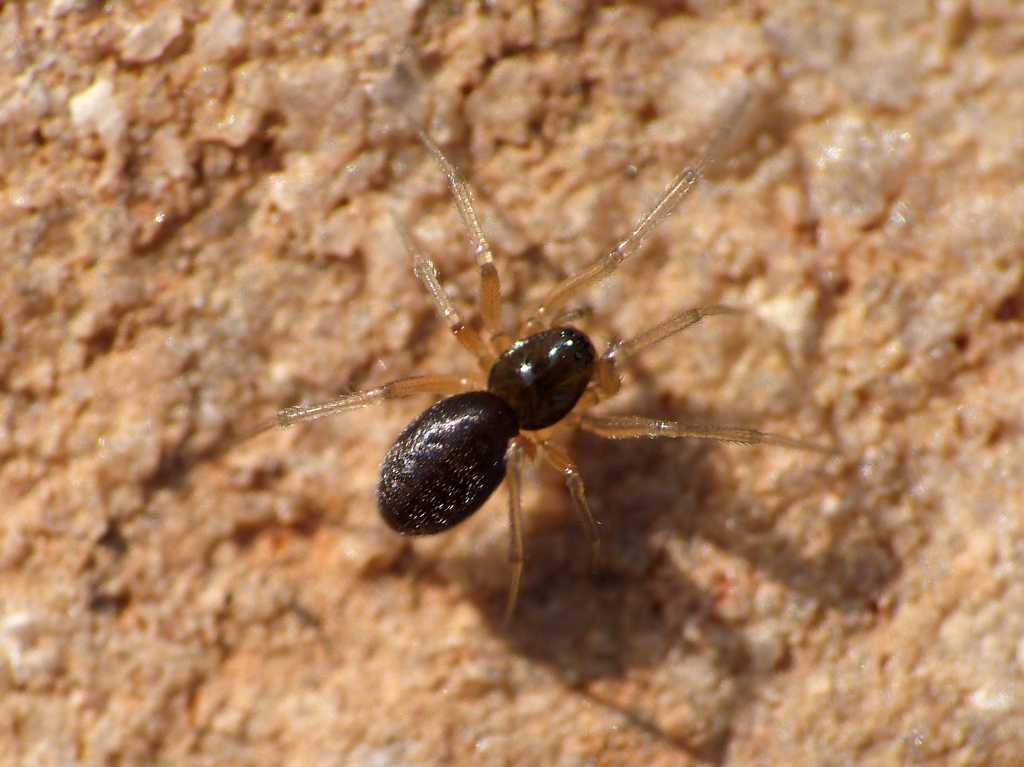 Linyphiidae? - Tolfa (RM)